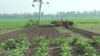 দিনাজপুরে শীতকালীন সবজি চাষে ব্যস্ত কৃষকরা